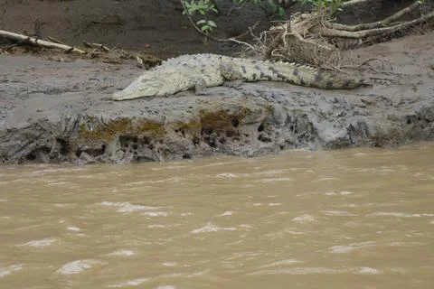 Small crocodile lying down on the riverbank Stock Photos