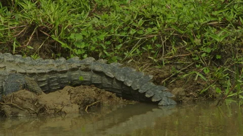 (Small crocodiles body (  paning) -Sri Lanka Stock Footage 234618737