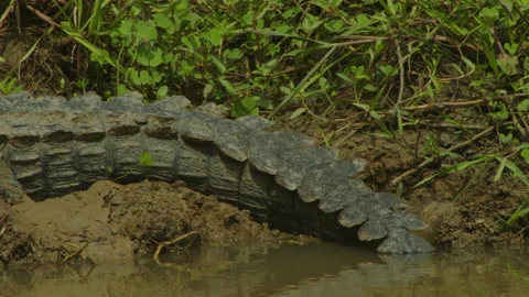 (Small crocodiles body ( paning) -Sri Lanka Stock Footage 234621042