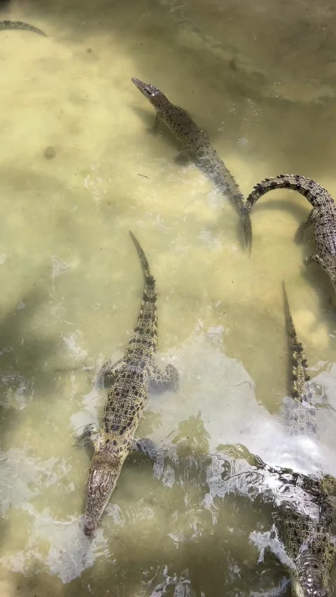Small crocodiles in the pool in crocodile farm on Langkawi island, Malaysia. Vídeo Stock 345015361