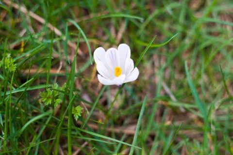 Small crocus blossom beetween grass Stock Photos