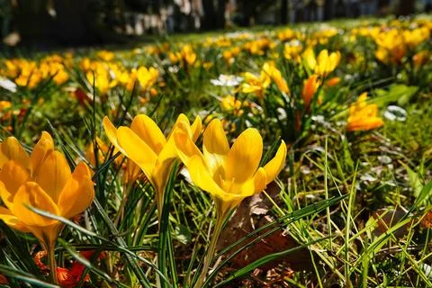 Small crocus from a low angle Foto stock