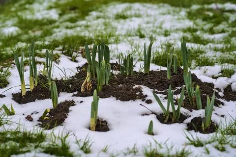 Small crocus stems growing in the composting ground covered with snow, Dublin Stock Photos