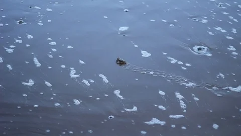 Small Cromer Crab in Ocean Tide Next to Pier Vídeo Stock 94489346