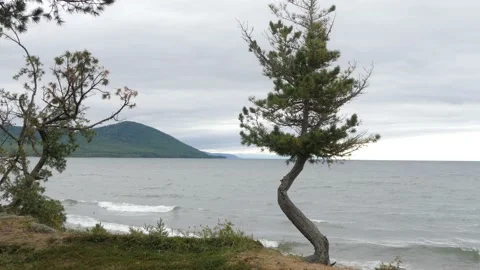 A small crooked pine tree on the shore of Lake Baikal. Stock Footage 164916464
