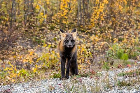Small cross fox staring into the camera in autumn in Canada. Stock Photos