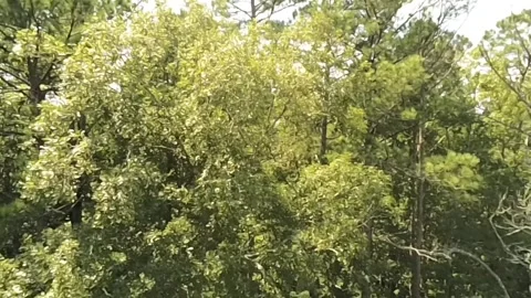 A small cross section of an Alabama forest seen from high to low Stock Footage 340524936