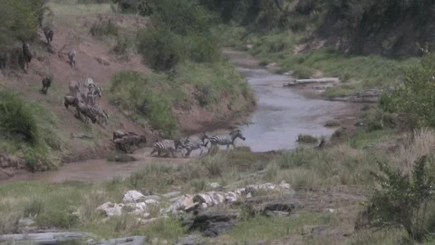 A small crossing over the Talek River. Masai Mara, Kenya Video stock 296330423