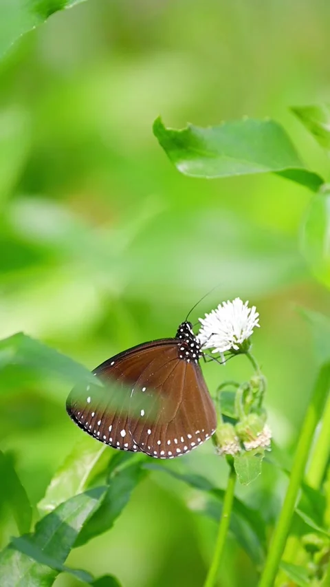Small Crow Butterfly (Euploea tulliolus koxinga) Feeding on White Blossom with G 스톡 동영상 321675545