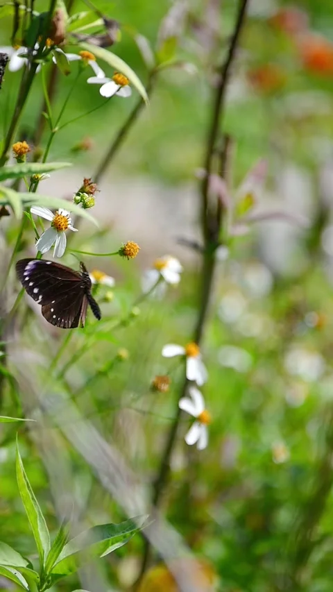 Small crow butterfly feeds, flies and hovers  스톡 동영상 331000104