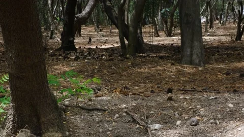 Small Crow In Dark Moody Forest In Athens, Near Acropolis Видео 156318169