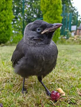 A small crow Stock Photos