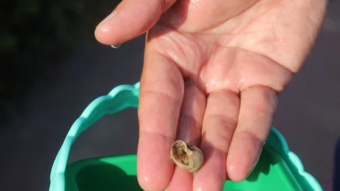 Small crustaceans in hands Video stock 116734797