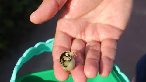 Small crustaceans in hands Stock-Footage 116734905