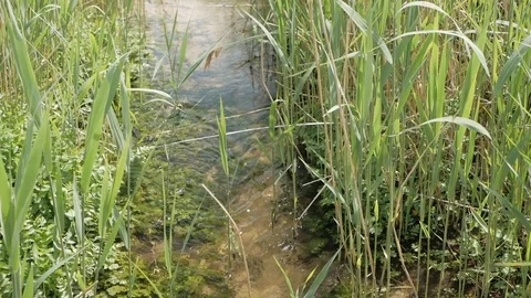 A small crystal clear creek flows between tall grass growing along the banks Video stock 108625081