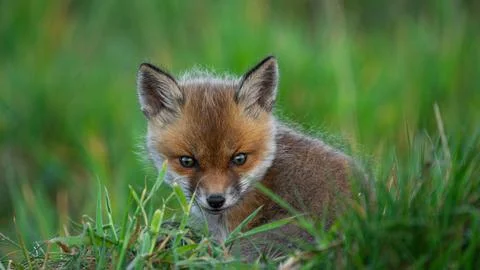 Small cub Red Fox (Vulpes vulpes) resting on the grass Foto stock