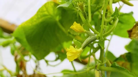A small cucumber that appeared from a yellow flower grows on a bush Video stock 254470204