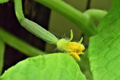 Small cucumber on the bush as a close up Stock Photos