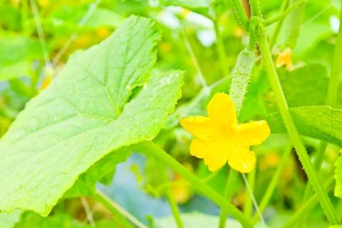 Small cucumber with flower on tree Stock Photos