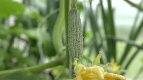 A small cucumber hangs on a branch Stock Footage 137488309
