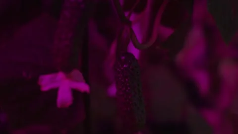 Small cucumber plant in UV Stock-Footage 271188242