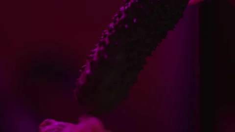 Small cucumber plant in UV Stock-Footage 271188260