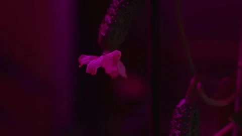 Small cucumber plant in UV Stock-Footage 271188276