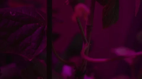 Small cucumber plant in UV Stock-Footage 271188363