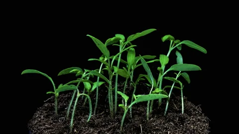 Small Cucumber Plants Growing Rotating to Sun Timelapse Stock Footage 107290185