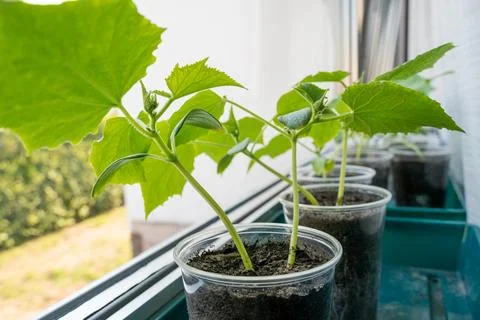 Small cucumber plants while growing inside the house in spring Stock Photos