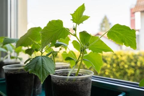 Small cucumber plants on the windowsill in spring Stock Photos