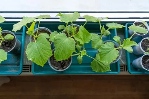 Small cucumber plants on the windowsill in spring Stock Photos
