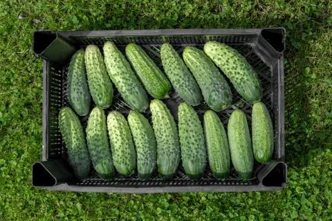 Small cucumbers are in a box, top view. Foto stock