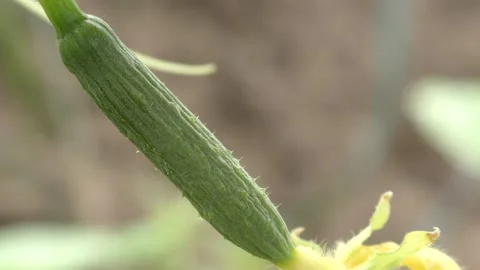 Small cucumbers hanging on a branch Stock Footage 138725080
