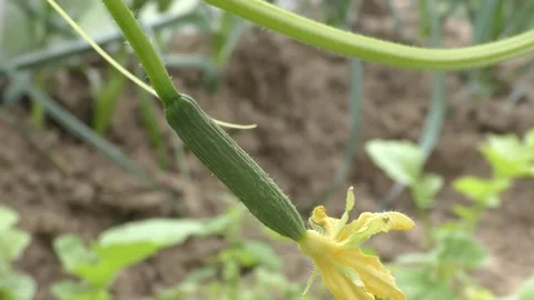 Small cucumbers hanging on a branch Stock Footage 138725121