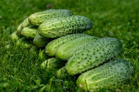 Small cucumbers lie on the grass, close-up. Stock Photos