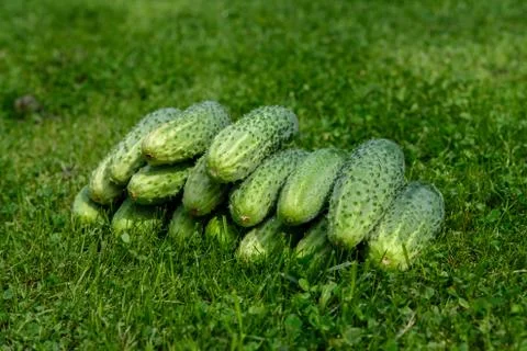 Small cucumbers lie on the grass. Stock Photos