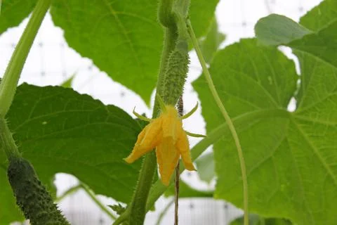 Small cucumbers Stock Photos