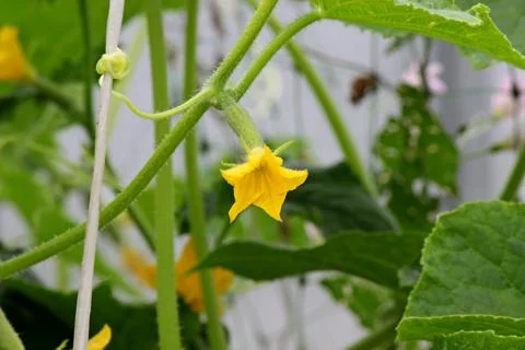 Small cucumbers Foto stock