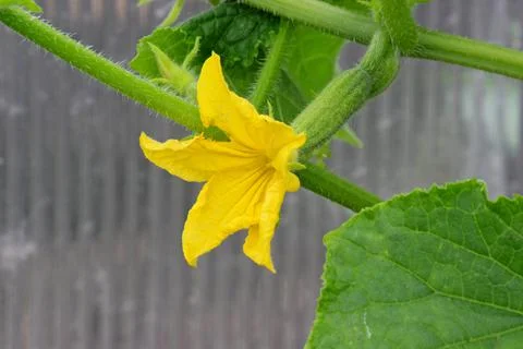 Small cucumbers Stock Photos