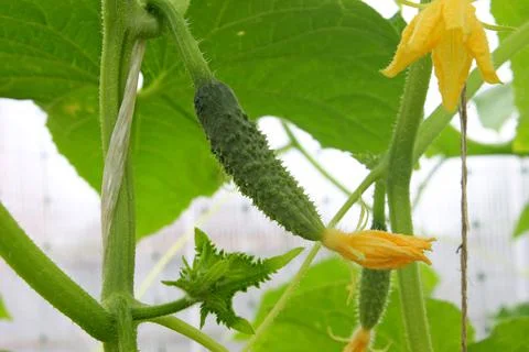 Small cucumbers Stock Photos