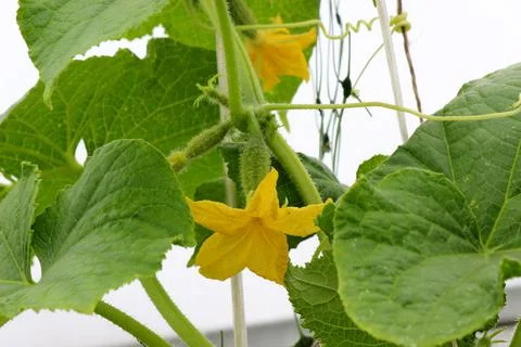 Small cucumbers Stock Photos