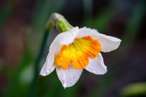 Small-Cupped Daffodil 스톡 사진