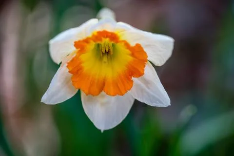 Small-Cupped Daffodil 스톡 사진