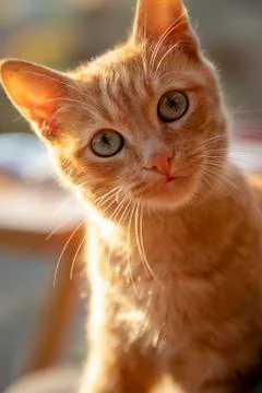Small curiosity cat. Stock Photos