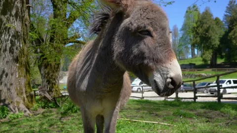 Small curious donkey looking at the camera Stock Footage 154057694