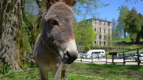 Small curious donkey looking at the camera Stock Footage 154057817