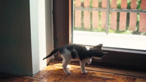 A small curious kitten looks outside through the panoramic window Stock Footage 197947250