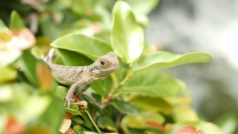 Small curious lizard peaking out on a leaf at the edge of waterfall 스톡 동영상 104023975