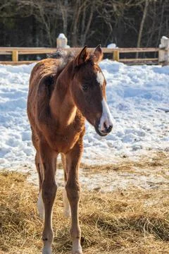 A small curious red foal of the Trakenin breed in the arena in winter. Stock Photos